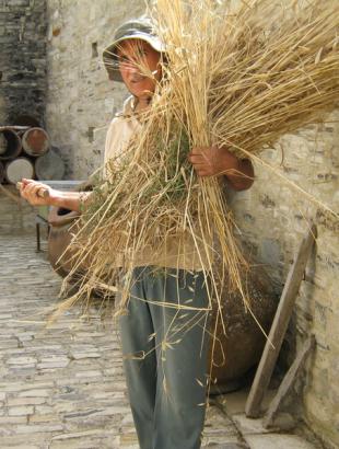Ο άξιος θεριστής, Κάτω Δρυς 2014.φωτ: Έλλη Κορνιώτη