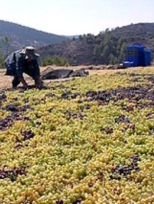 With permission from: http://www.commandariawine.com/index.php