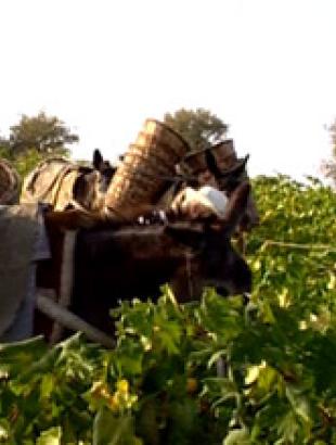 With permission from: http://www.commandariawine.com/index.php