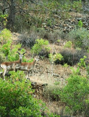Αγρινά. &lt;br/&gt; Άδεια δημοσίευσης: Φ. Γεωργιάδης.
