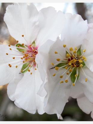 Ανθισμένη αμυγδαλιά