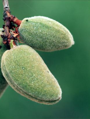 Πράσινα, άγουρα αθάσια