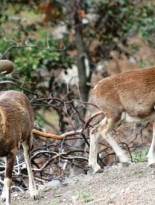 Αγρινά. &lt;br/&gt; Πηγή: Σελίδα ΠΕΚ, Facebook.