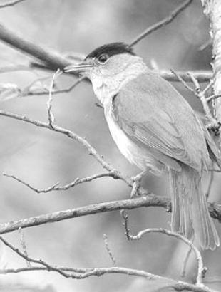 Ampelopoul(l)in - blackcap