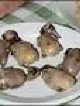 Ampelopoul(l)in - blackcap