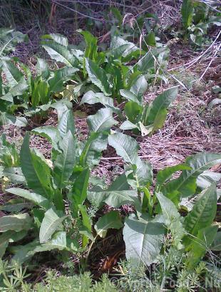 Αρκολάχανα της κυπριακής φύσης. &lt;br/&gt; Πηγή: Στάλω Λαζάρου.