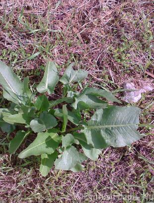 Αρκολάχανα της κυπριακής φύσης. &lt;br/&gt; Πηγή: Στάλω Λαζάρου.