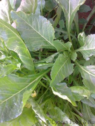 Αρκολάχανα της κυπριακής φύσης. &lt;br/&gt; Πηγή: Στάλω Λαζάρου.