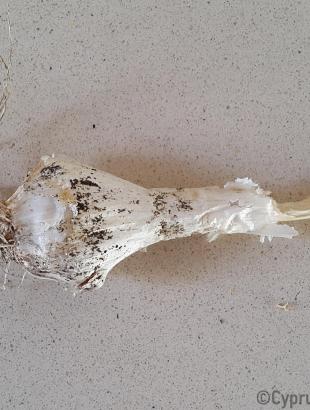 Βολβός αγριόπρασου. &lt;br/&gt; Πηγή: Στάλω Λαζάρου.