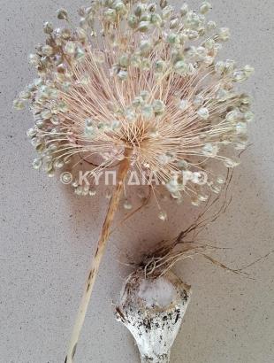 Βολβός και φυτό αγριόπρασου. &lt;br/&gt; Πηγή: Στάλω Λαζάρου.