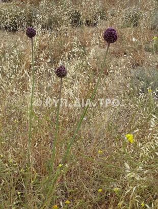 Αγριόπρασο (αρκόπρασο ή σκουράθθα). &lt;br/&gt; Πηγή: Στάλω Λαζάρου.