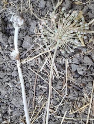 Αγριόπρασο (αρκόπρασο ή σκουράθθα). &lt;br/&gt; Πηγή: Στάλω Λαζάρου.