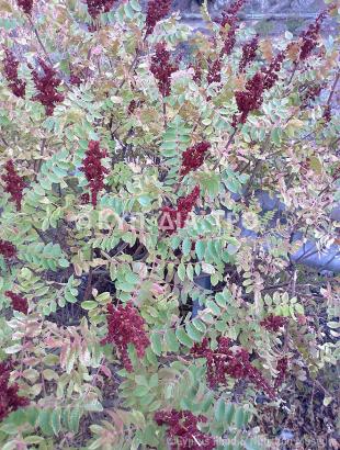 Σουμάκι. &lt;br/&gt; Πηγή: Στάλω Λαζάρου.