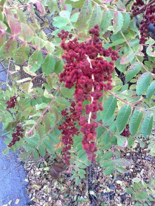 Σουμάκι. &lt;br/&gt; Πηγή: Στάλω Λαζάρου.