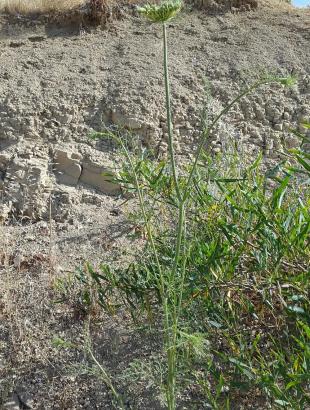 Άγριο καρότο (βαυτζί). &lt;br/&gt; Πηγή: Στάλω Λαζάρου.