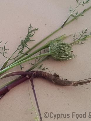 Άγριο καρότο (βαυτζί). &lt;br/&gt; Πηγή: Στάλω Λαζάρου