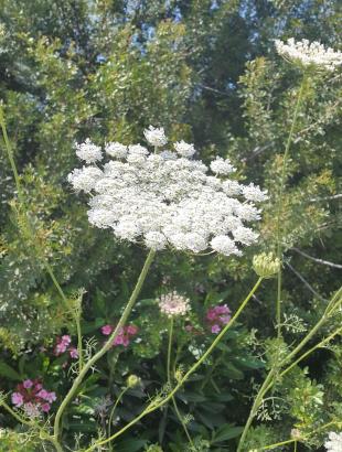 Άνθος του άγριου καρότου. &lt;br/&gt; Πηγή: Στάλω Λαζάρου
