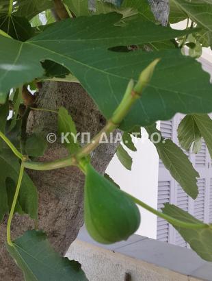 Βάρτιτζιη συκιά στον Άγιο Δομέτιο.