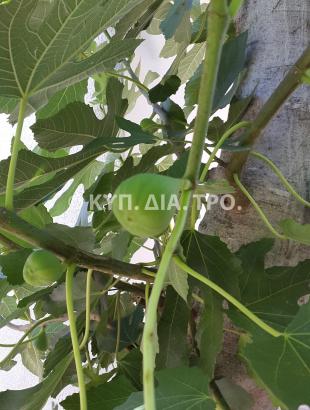 Βάρτιτζιη συκιά στον Άγιο Δομέτιο.