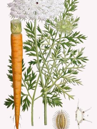 Άγριο καρότο (ρίζα, φυτό και σπόροι). &lt;br/&gt; Πηγή: https://commons.wikimedia.org/wiki/File:Daucus_Carota.jpg