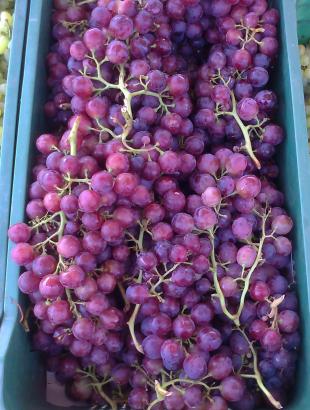 Βέρικο σταφύλι. &lt;br/&gt; Πηγή: Στάλω Λαζάρου.