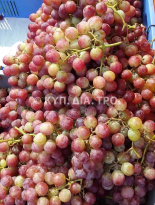 Βέρικο σταφύλι, προς πώληση στην υπαίθρια αγορά του ΟΧΙ στη Λευκωσία. &lt;br/&gt; Πηγή: Στάλω Λαζάρου.