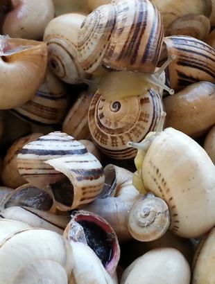 Καράολοι, ο μεζές της κυπριακής παραδοσιακής κουζίνας, 22/3/14.φωτ: Claudio de Abreu