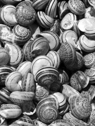 Καράολοι βουρβουλλάες στην προετοιμασία για μαγείρεμα, 2014.φωτ: Μάριος Χατζηαναστάσης