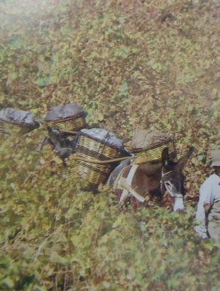 Σταφυλοπαραγωγός στο αμπέλι του μαζί με το γαϊδούρι του. Η αμπελοκαλλιέργεια ήταν πάντοτε, από την αρχαιότητα, μια από τις σημαντικότερες καλλιέργειες στην Κύπρο. Από τα αρχαία χρόνια εώς τα μεσαιωνικά και νεότερα, η Κύπρος φημιζόταν για τα καλής ποιότητας κρασιά που παρήγε. Πηγή: Παυλίδης Α. (1993) Ιστορία της νήσου Κύπρου, Τόμος Δ&amp;#039;.