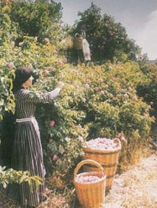 http://www.agros.org.cy/tradition_products_rosewater.shtm