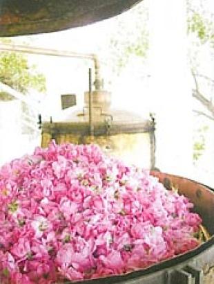 http://www.agros.org.cy/tradition_products_rosewater.shtm