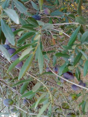 Ελαιόδεντρο με μαύρες ελιές, &lt;br/&gt; Πηγή: Στάλω Λαζάρου