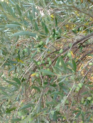 Ελαιόδεντρο με πράσινες ελιές &lt;br/&gt; Πηγή: Στάλω Λαζάρου