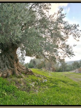 Ελιές στο χωριό Ευρύχου &lt;br/&gt; Πηγή: Φ. Γεωργιάδης