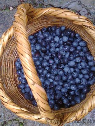 Μαύρες ελιές. Συγκομιδή σε ψάθινο καλάθι &lt;br/&gt; Πηγή: Στάλω Λαζάρου