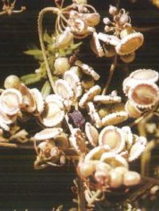 Μηλιάρισσος, Καντζηλάρης Γ. (2007) 274.