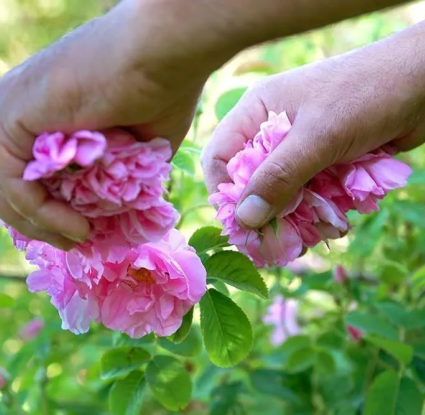 Συλλογή τριανταφύλλων