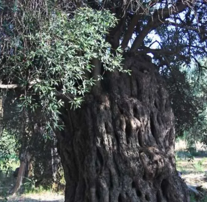 Αιωνόβια ελιά