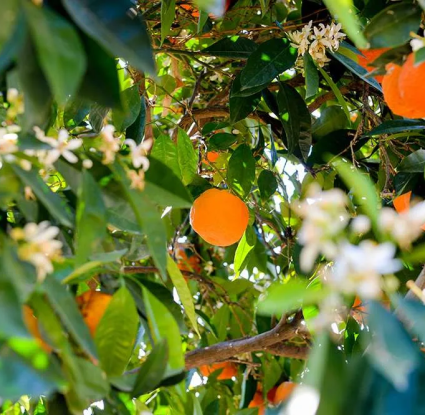 Διερώνα - Μουσείο Κυπριακών Τροφίμων και ΔΙατροφής