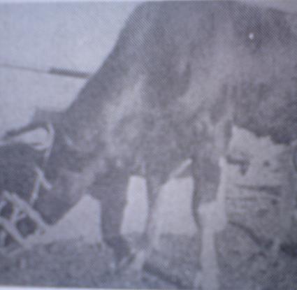 Φίμωτρο. Copyright Δημοτικό Σχολείο Ορούντας (1993) Η Ορούντα, 73 