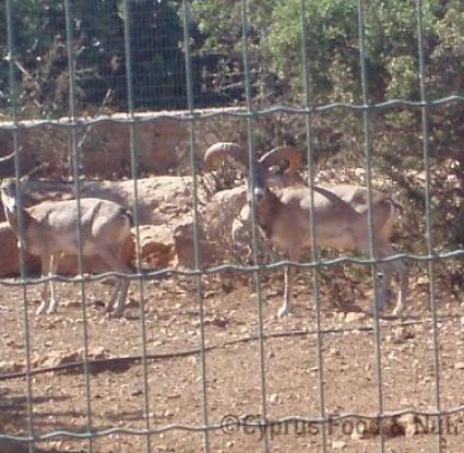 Κυπριακά αγρινά 