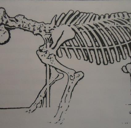 Σκελετός νάνου ιπποπόταμου (Hippopotamus minutus  ή Phanurios minutus) με βάση απολιθωμένα οστά που βρέθηκαν στην Κύπρο. Το θηλαστικό αυτό είχε μήκος 1, 40m και ύψος 0, 68m.