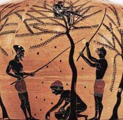 Συγκομιδή ελαιοκαρπού, Λεπτομέρεια από αμφορέα του 6ου αιώνα π.Χ.