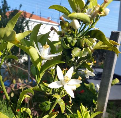 Ανθοί πορτοκαλιάς. <br/> Πηγή: Στάλω Λαζάρου. 