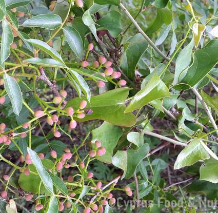 Τριμιθιά (pistacia terebinthus). <br/> Πηγή: Στάλω Λαζάρου. 