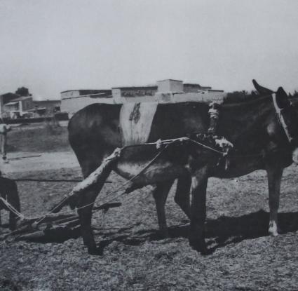 Το αλώνισμα του σιταριού με τη δουκάνην. 
