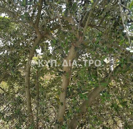 «Κυπριακή αγριελιά» <br/> Πηγή: Στάλω Λαζάρου