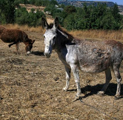 «Γαϊδούρια στην Αμαργέτη»  <br/> Πηγή: Φ. Γεωργιάδης