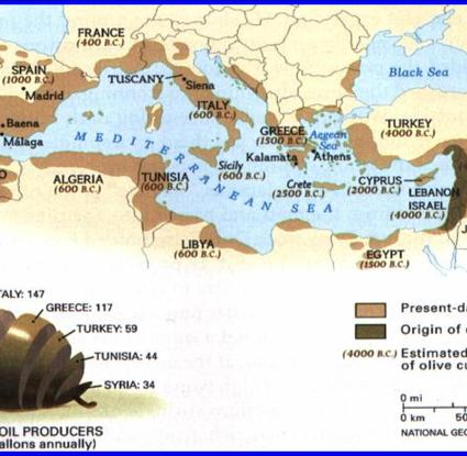 Διάδοση της ελαιοκαλλίεργιας στη Μεσόγειο, Αρχείο Α. Ματάλα