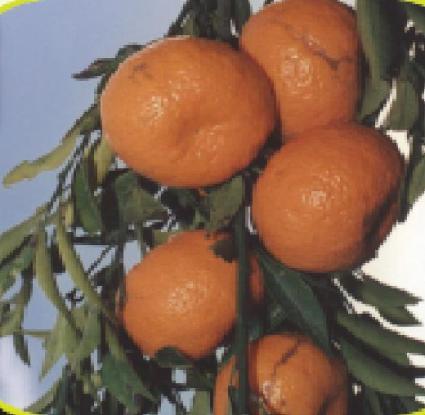 Μανταρίνια Αρακαπά. 